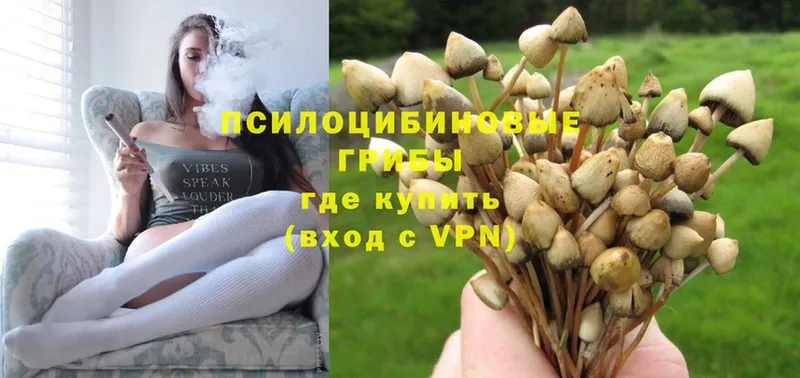 где купить   Зубцов  Псилоцибиновые грибы Magic Shrooms 